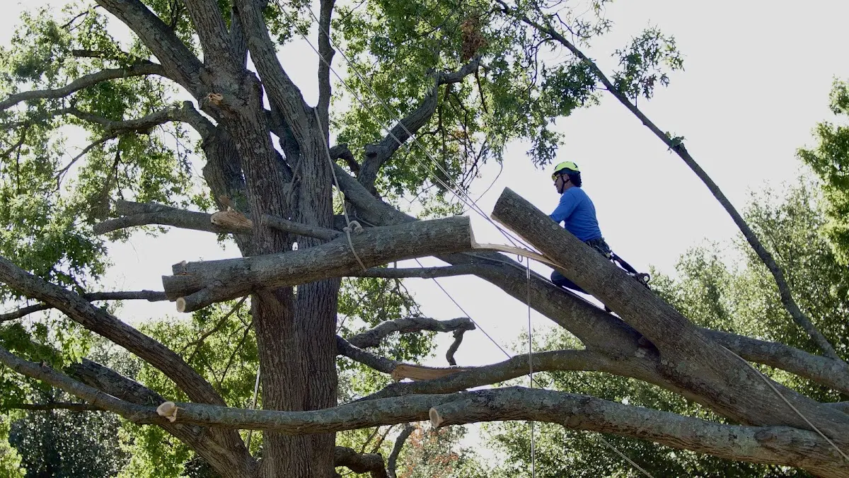 Professional Crown Thinning performed by certified arborists in Gulston