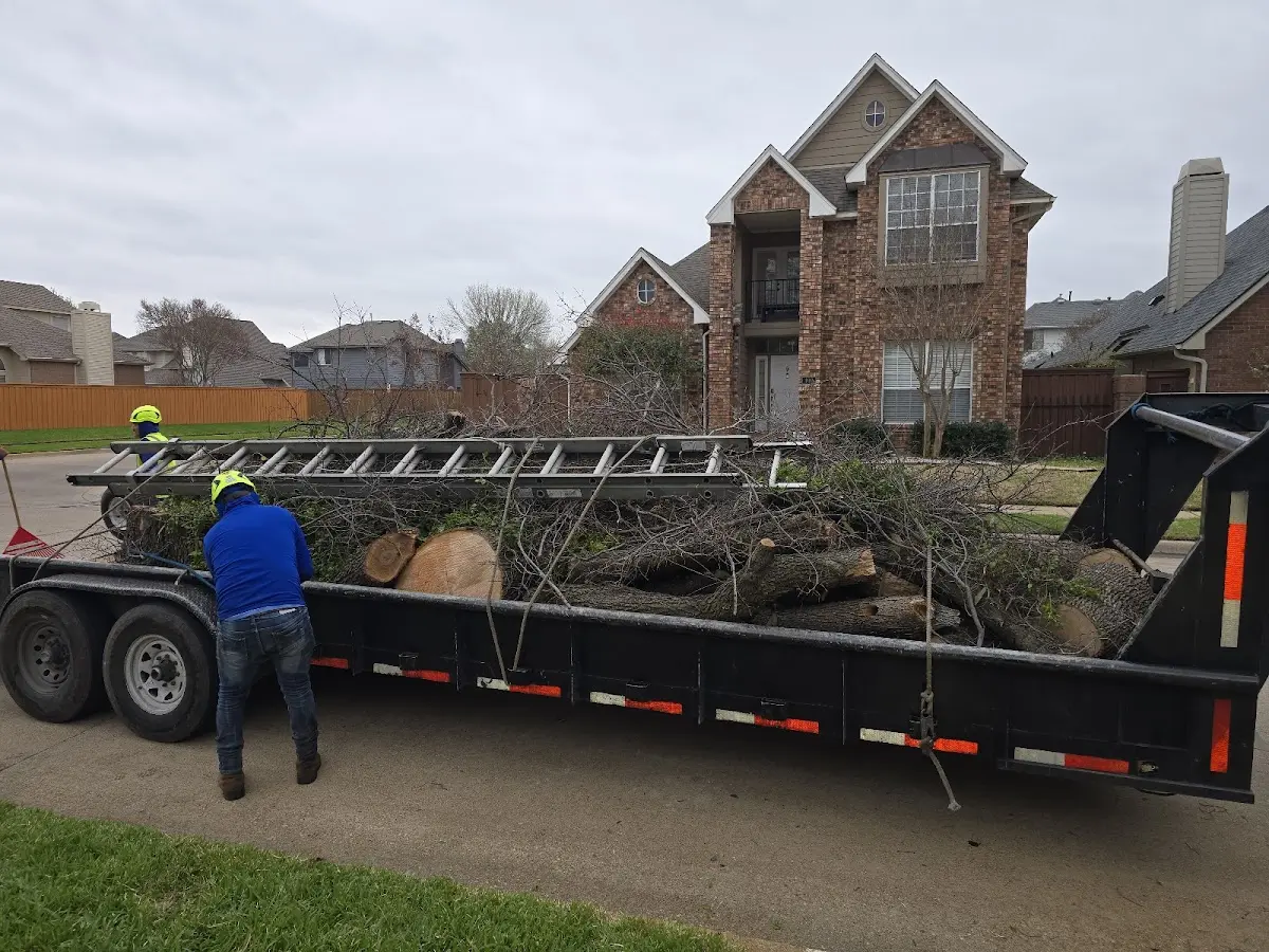 Expert Tree Removal with proper safety equipment in Gulston